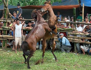 Les combats de chevaux aux Philippine  toujours d’actualité 36381710