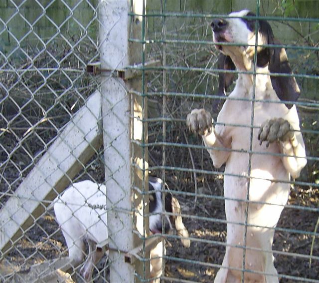 (France) Affreux dans les Pyrénées .... Chien111