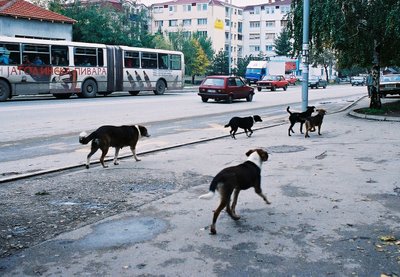 Animaux errant en Serbie stérilisation pour éviter la mort Chienf10