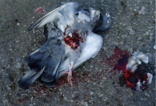 Y.P. Le tueur de pigeons change de pratique (Ans) Belg. Img02310