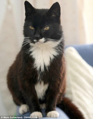 Mischief, le plus vieux chat d'Angleterre.. Plus-v10
