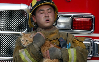 (B) De nombreux chats périssent dans l’incendie... Pompie10