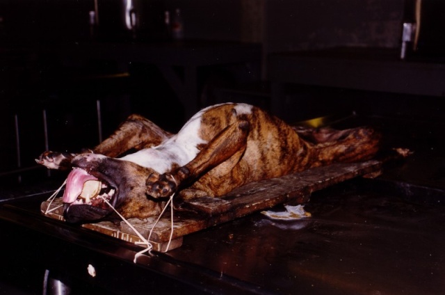 Animaux de laboratoire transformés en aliments pour animaux Tortur10