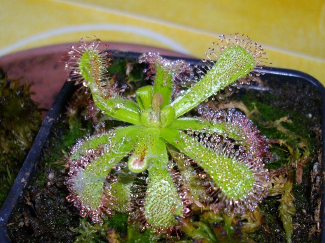 Deux drosera (cuneifolia, venusta) Imgp0011