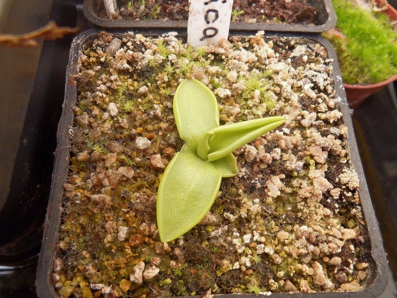 Pinguicula corsica Sdc17030