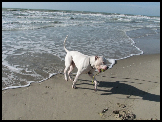 Un dimanche  Berck sur Mer Berck410