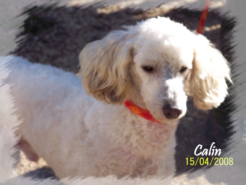 CALIN X CANICHE 8 ANS (ADOPTE ) Novem115