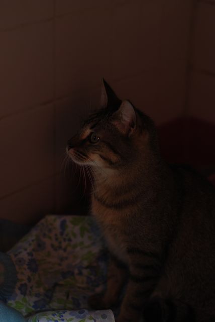 CLOE (Tabby) - Page 2 0212_125