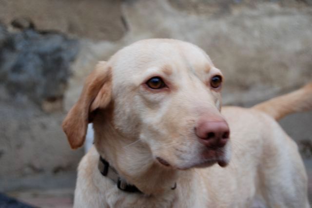 BESSIE (type labrador) 3112_011