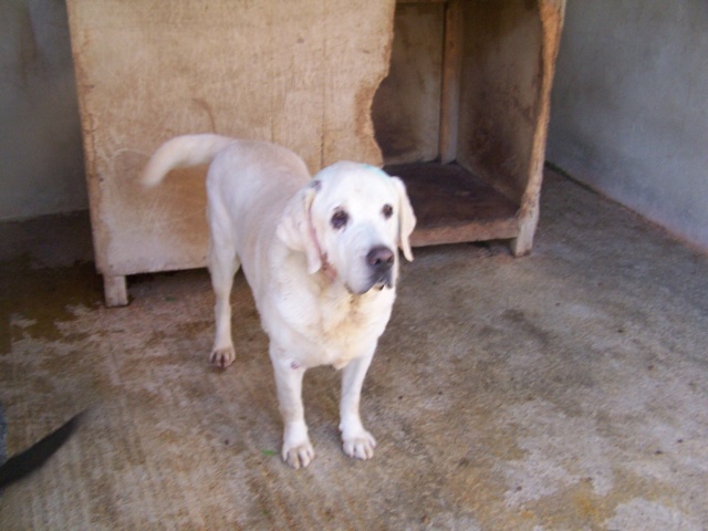 Tao labrador mâle sable de 6 ans URGENT DEPRIME ... 01010