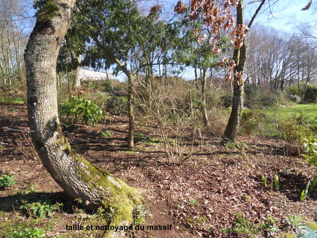 travaux au jardin - Page 12 Sdc16253