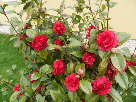 Les Camellias: variétés, floraison, culture. Saison 2012 - 2013 - Page 20 Sdc16910