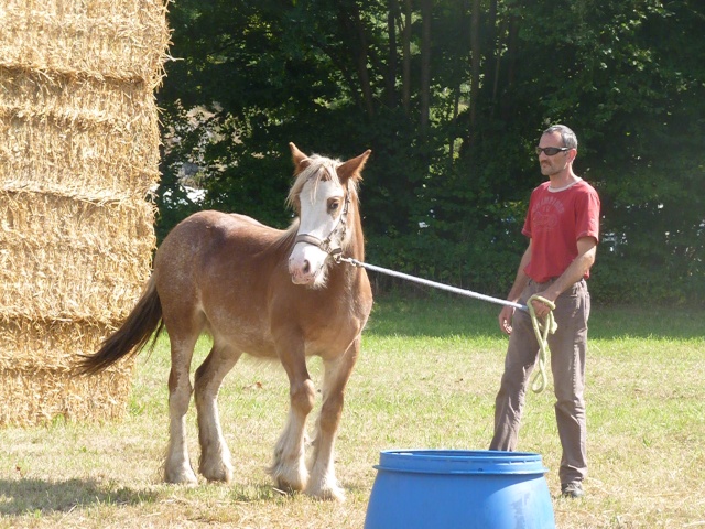 capu (ccino) des longs saules né le 04/06/12 08092010