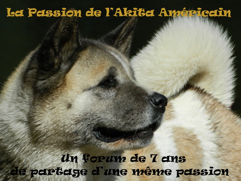 La passion de l'Akita Américain
