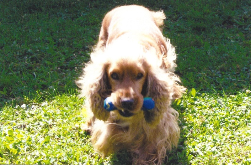 hugo male cocker golden 5 ans dep 26 Hugo_510