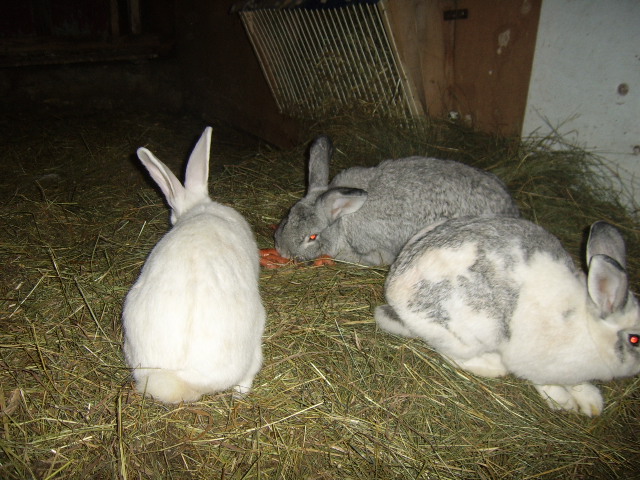 Encore des lapins Photo_17