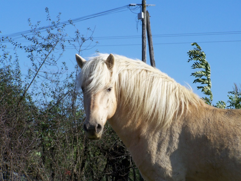 2008 - pouliche ONC palomino - Page 2 100_5210