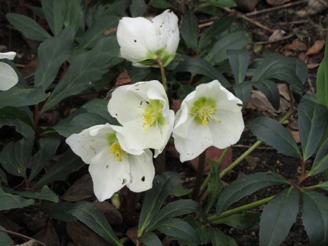 Hellebores 2011 - Page 2 Pp112