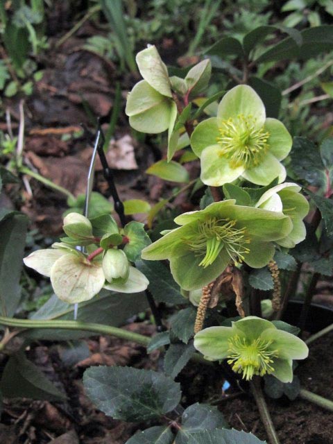 Hellebores 2011 Pp311