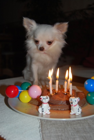 Photos D Anniversaire De Molly Album Photos De Vos Chihuahuas Nimo Photos D Anniversaire De Molly Album Photos De Vos Chihuahuas Nimo