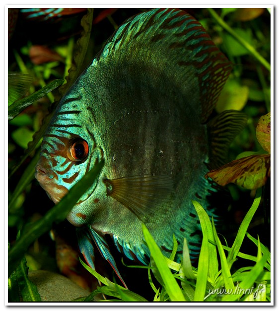 Photos fishroom P.3 Cobalt11