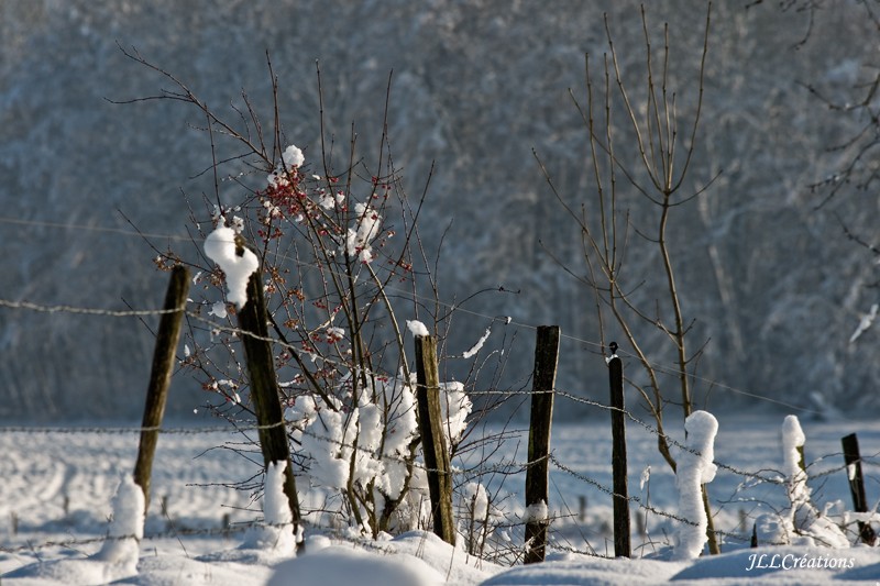 L'hiver dans le Sundgau _dsc0214