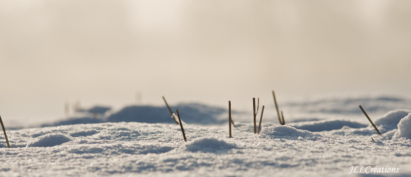 l'hiver la suite _dsc0231