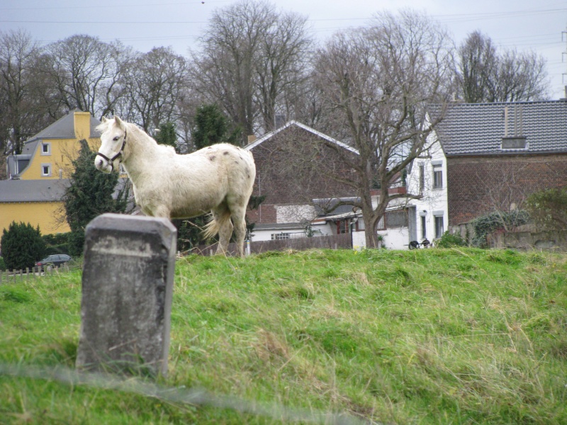 Kenzo, mon poney appaloosa Img_0010