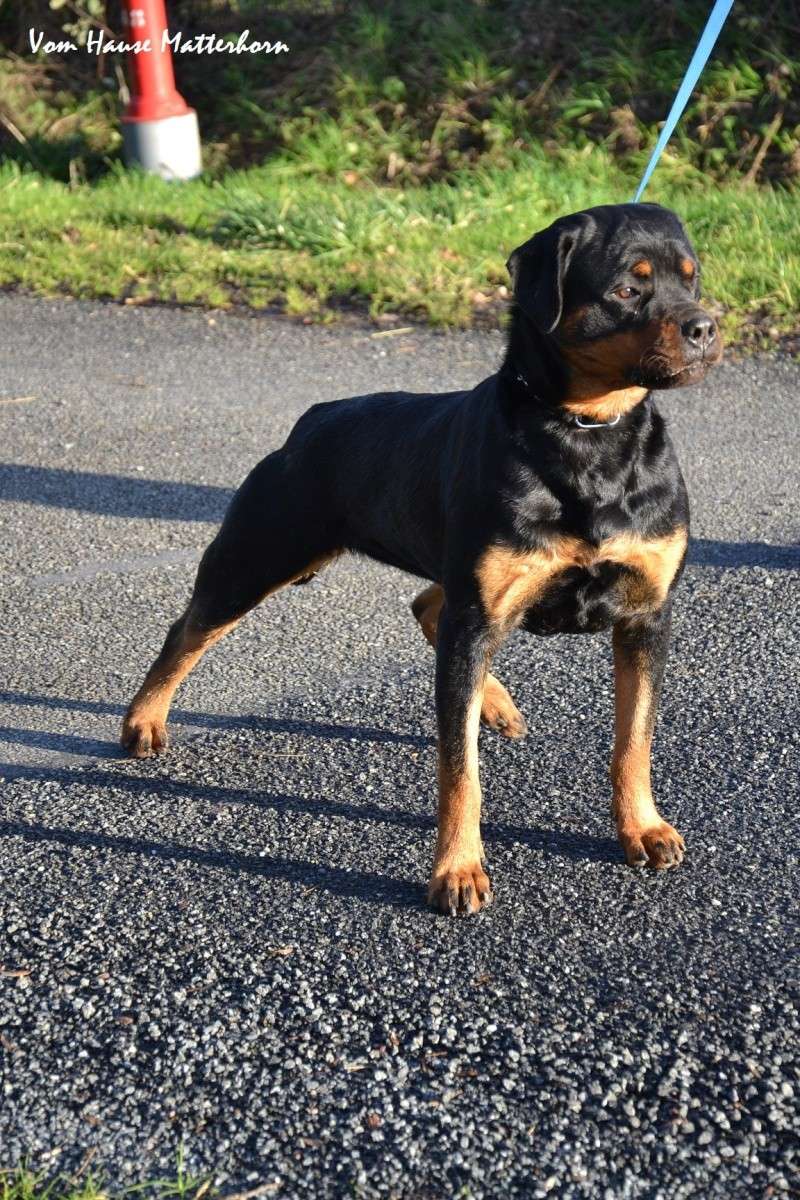 Futurs petits Rottweiler chez "Vom Hause Matterhorn" Dsc_1910