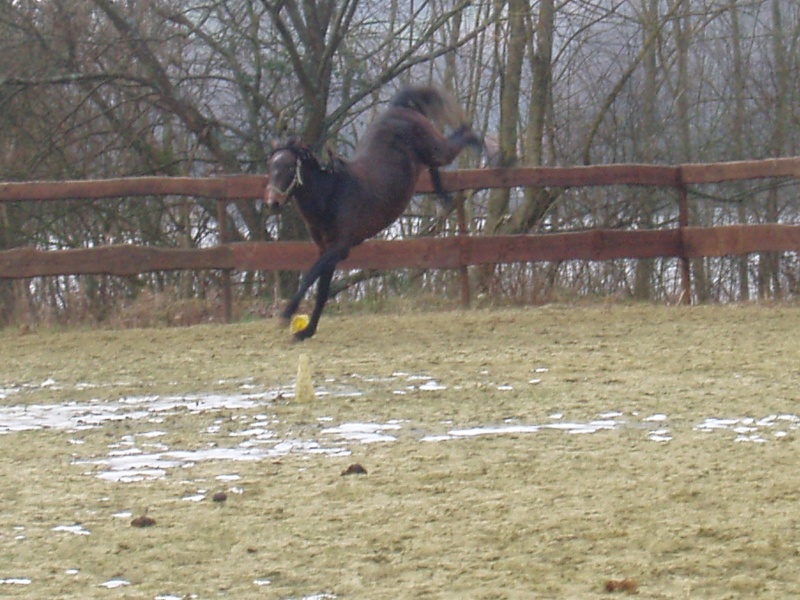 Ticiano (ex Siago), PRE PP, Sauvée par Rafka (Décembre 2008) P1010158