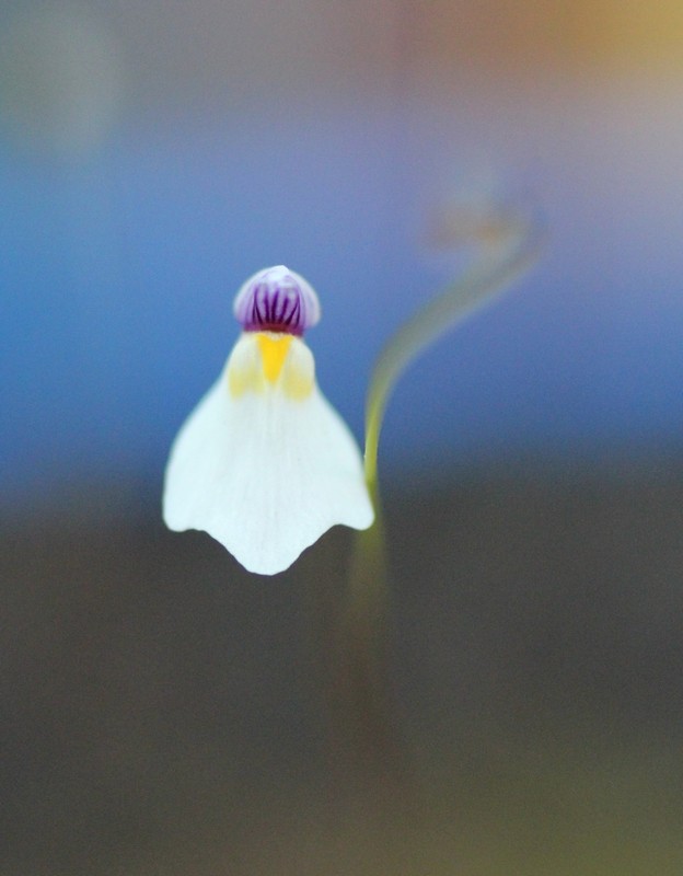 Les fleurs d'Utricularia Img_2811