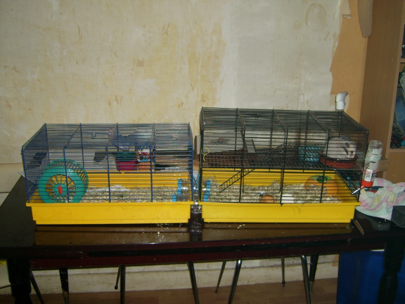 voila mon nouveaux hamster prnomm wylo Voila_10