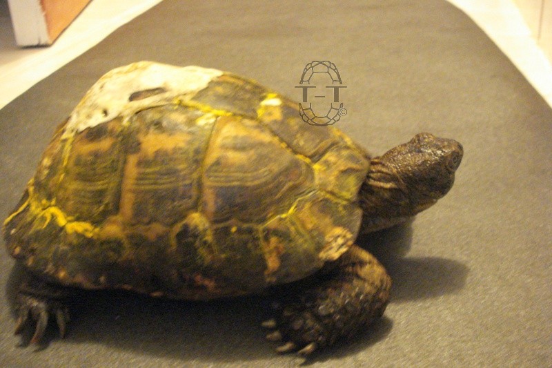 Identification tortue 170