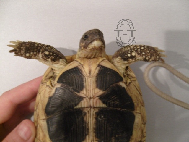 Demande aide a l'identification de ma tortue 192