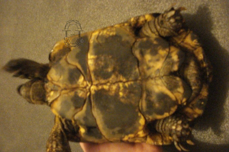 Identification tortue 263