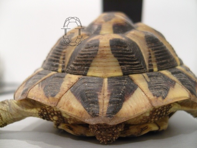 Demande aide a l'identification de ma tortue 280