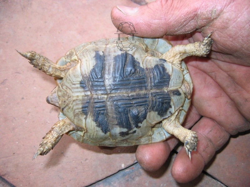 identification tortue trouvée avec nez qui coule 319