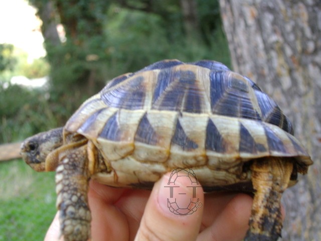 testudo graeca sous espèce? 320