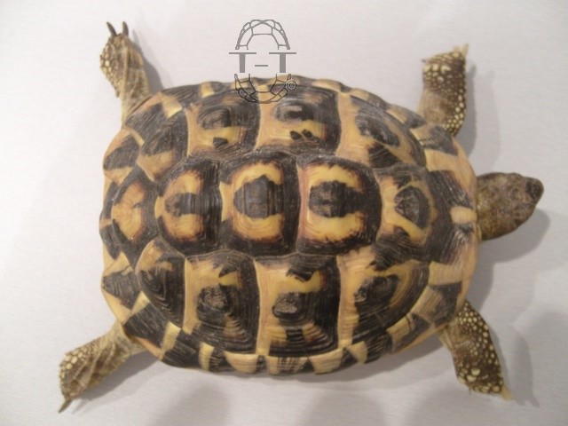Demande aide a l'identification de ma tortue 360
