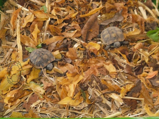 identification des tortues de Mireille34 Dscn1210