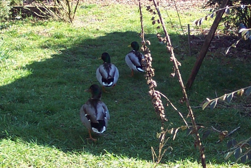 Babx et sa cane colvert qui "se transforme en male"  14_mar10