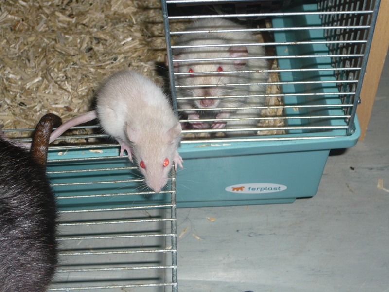 [29] raton sur brest P1030010