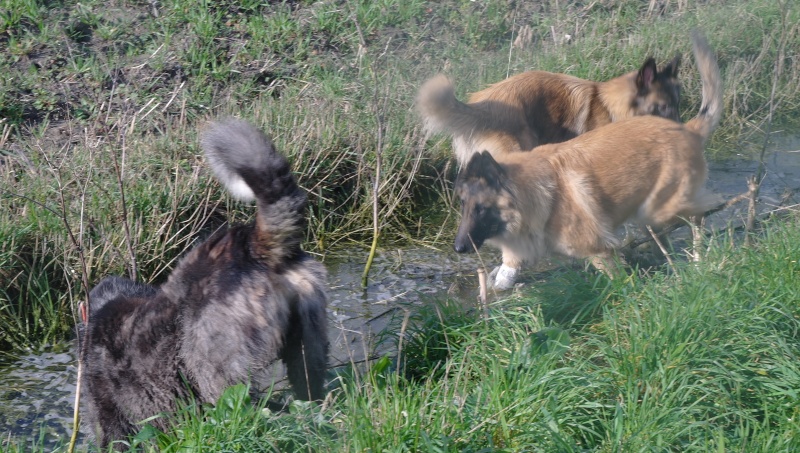 HERMES, mâle x berger australien, en pension  Hermes10