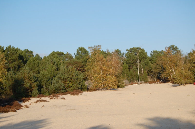 Rando dans la forêt des 3 Pignons (région Fontainebleau) Dsc_1510