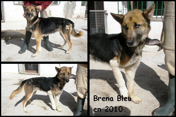BRENA-BLUE, femelle, 2 ans x BA, Husky  (ESPAGNE) ADOPTEE Brena_12
