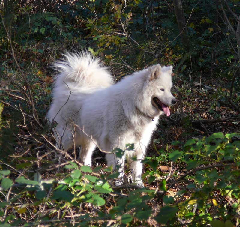 BEETHOVEN Mâle croisé husky/berger (45) ADOPTE - Page 14 P1030027