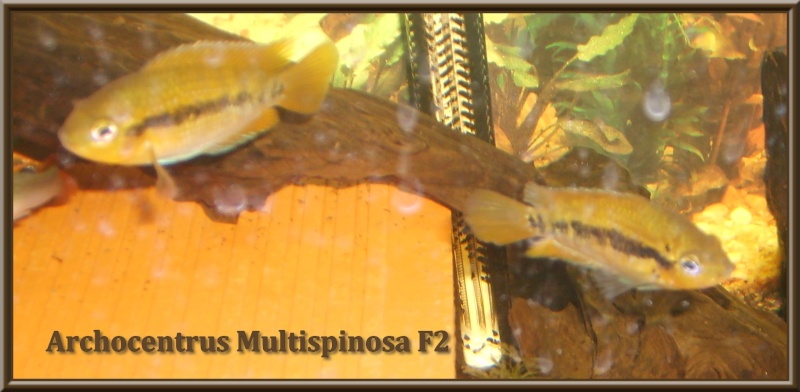 Archocentrus multispinosus F2 du 'Nicaragua' S6000114
