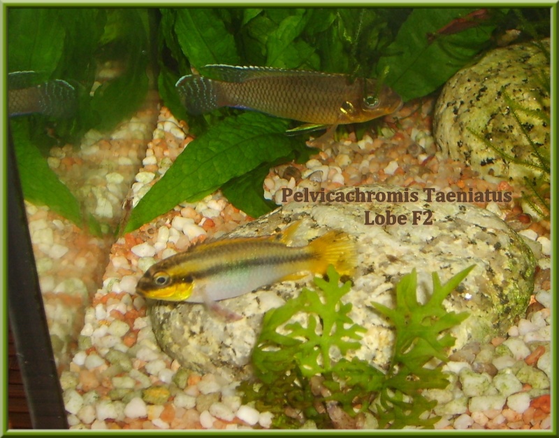 Pelvicachromis Taeniatus Lobe F2 S6000211