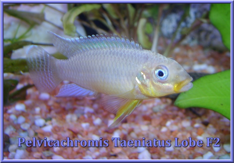 Pelvicachromis Taeniatus Lobe F2 S6000311