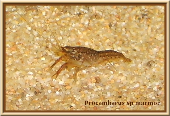 Procambarus sp Marmor S6000419